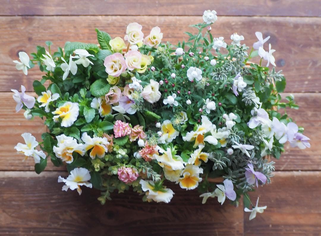 天使のおやつバスケット ❁⃘*.゜ 寄せ植え