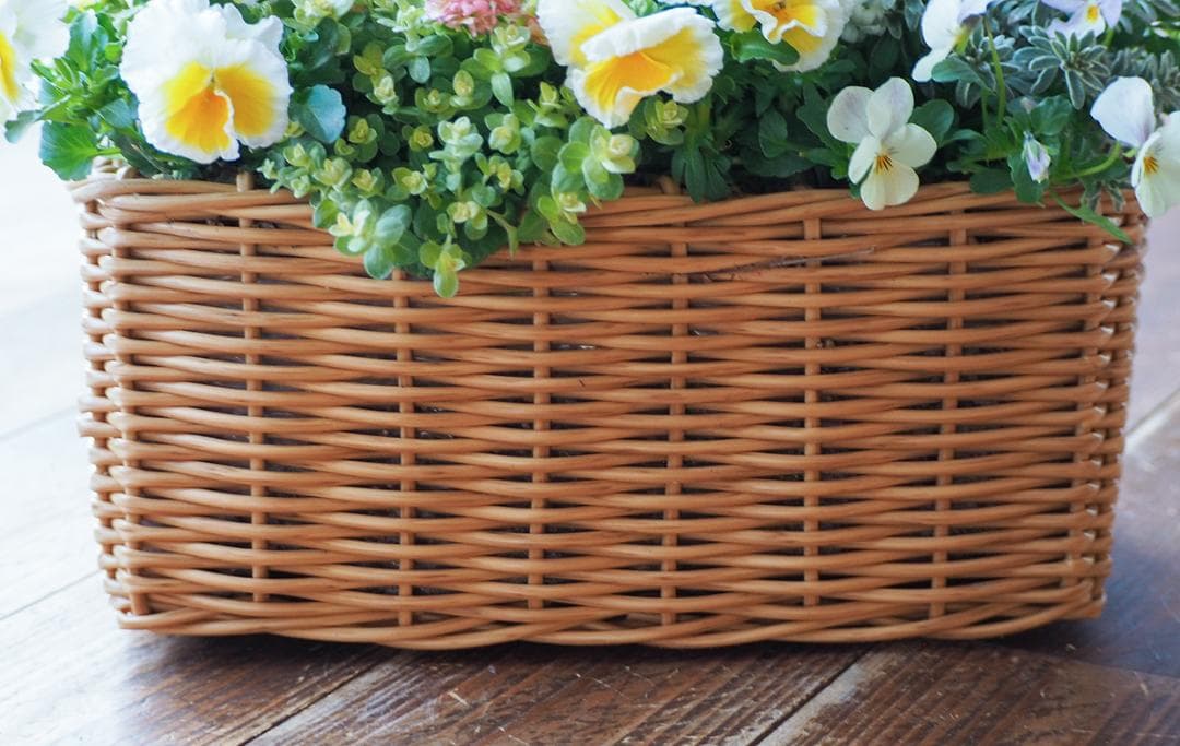 天使のおやつバスケット ❁⃘*.゜ 寄せ植え