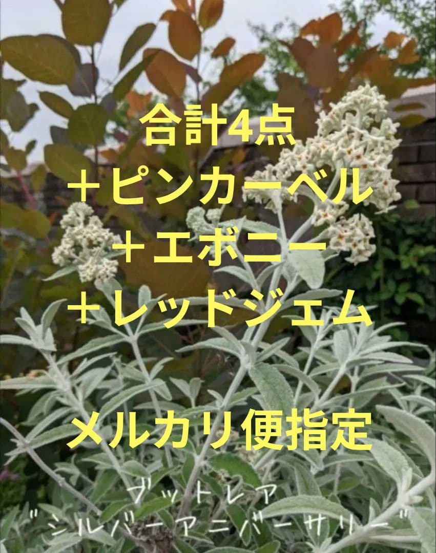 蝶を呼ぶ花木　☘　ブッドレア　シルバーアニバーサリー　☘　苗