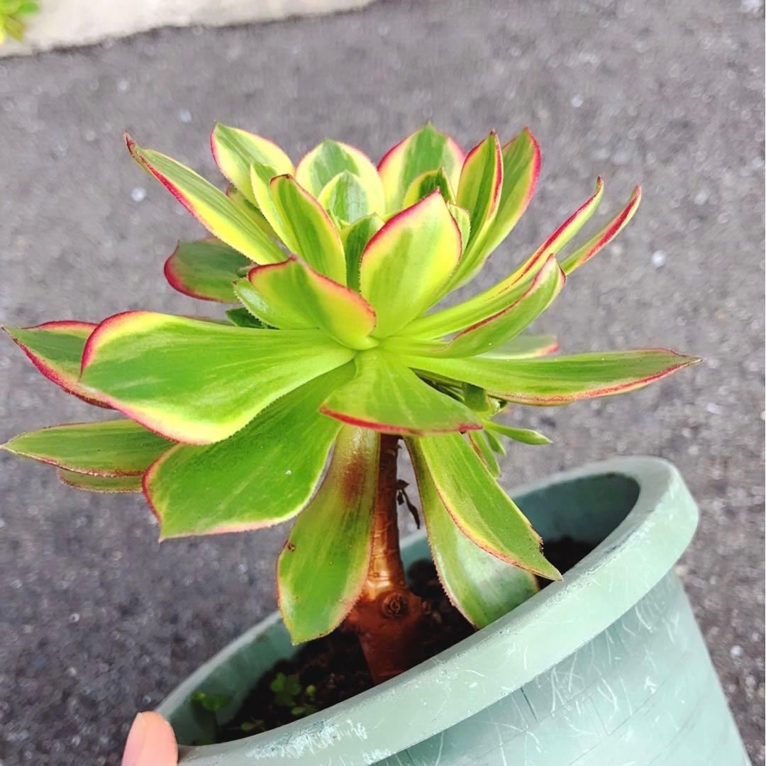 3#多肉植物アエオニウム錦❤️ハロウィン黄錦❤️ 1頭3-4子芽12-14cm拨き苗