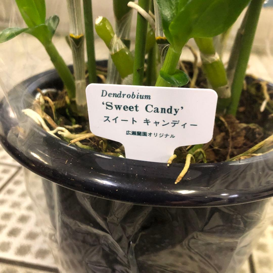 ミッケ