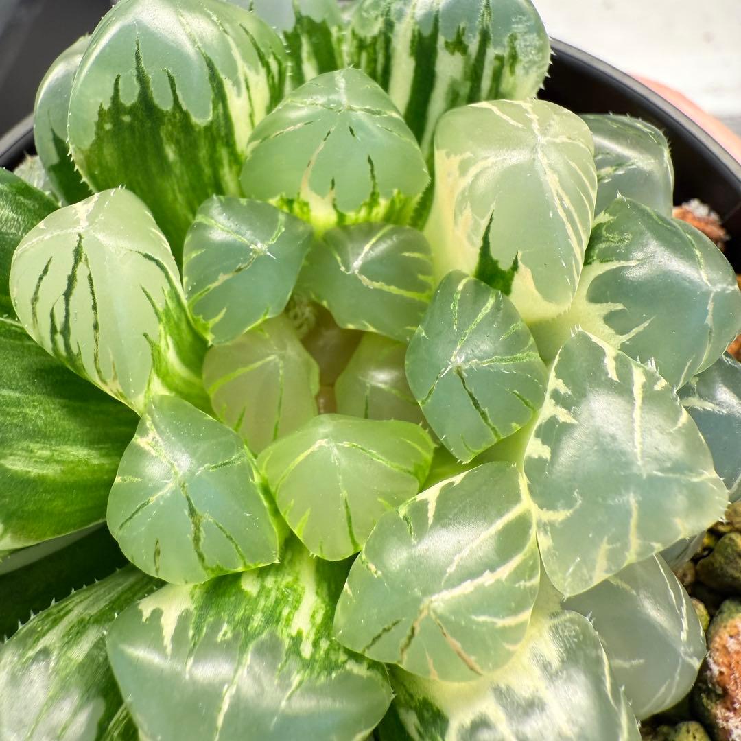 多肉植物 ハオルチア 自宅実生オブツーサ錦 75番 大型種 極上斑 未繁殖苗