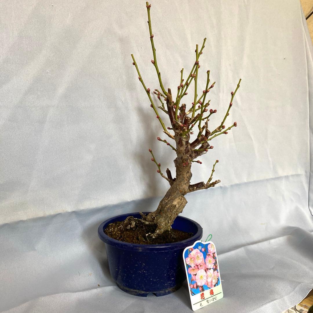 紅梅　盆栽　植木　梅　苔