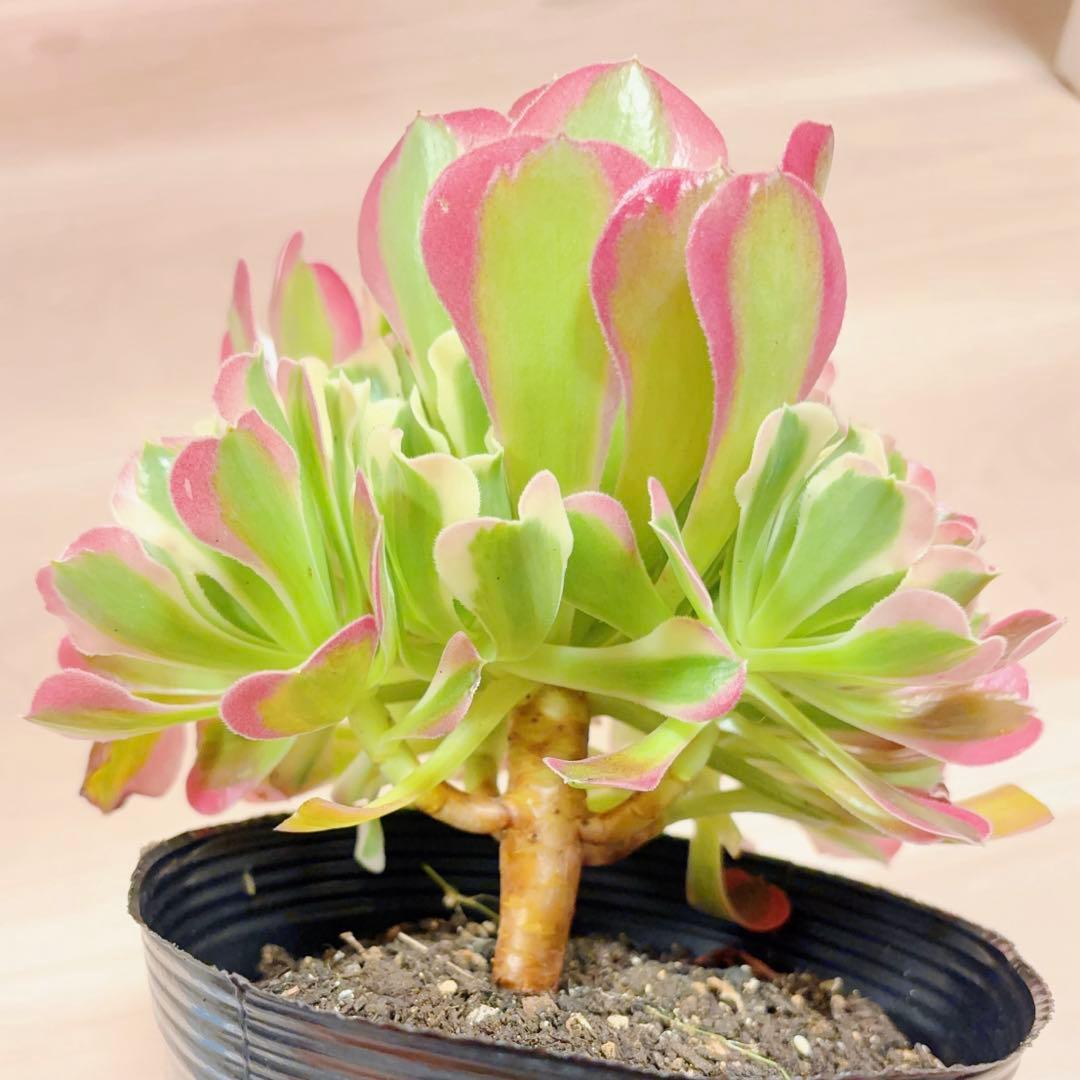 9#多肉植物アエオニウム錦❤️リバーストーン❤️ 1大頭7小頭19cm 拔き苗