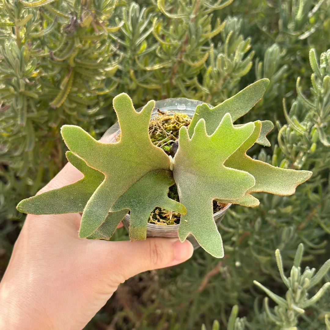 ビカクシダ P.willinckii OMG spore 4004
