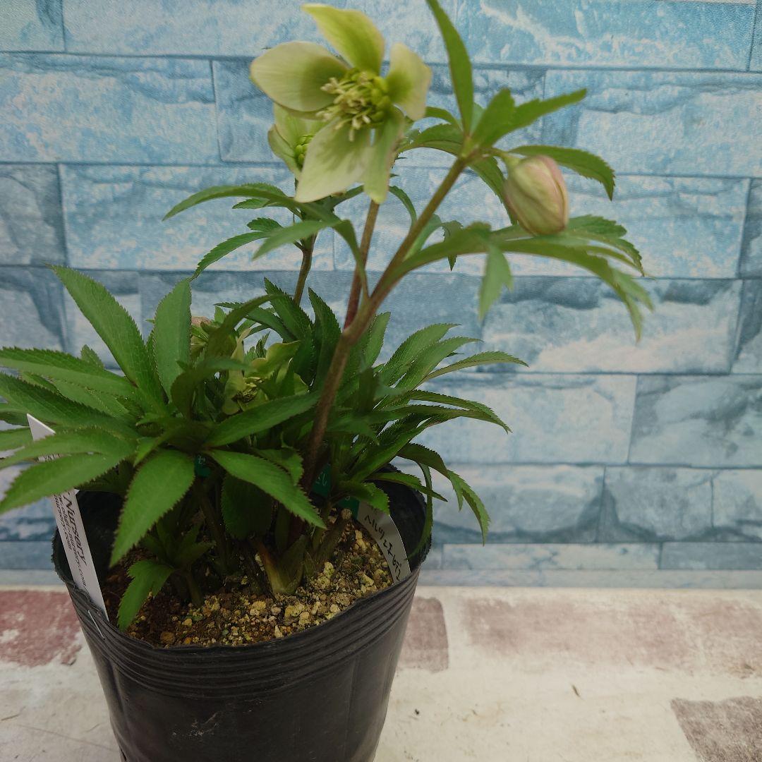 ☀️クリスマスローズ開花株❗☀️4号ロングポット植え☀