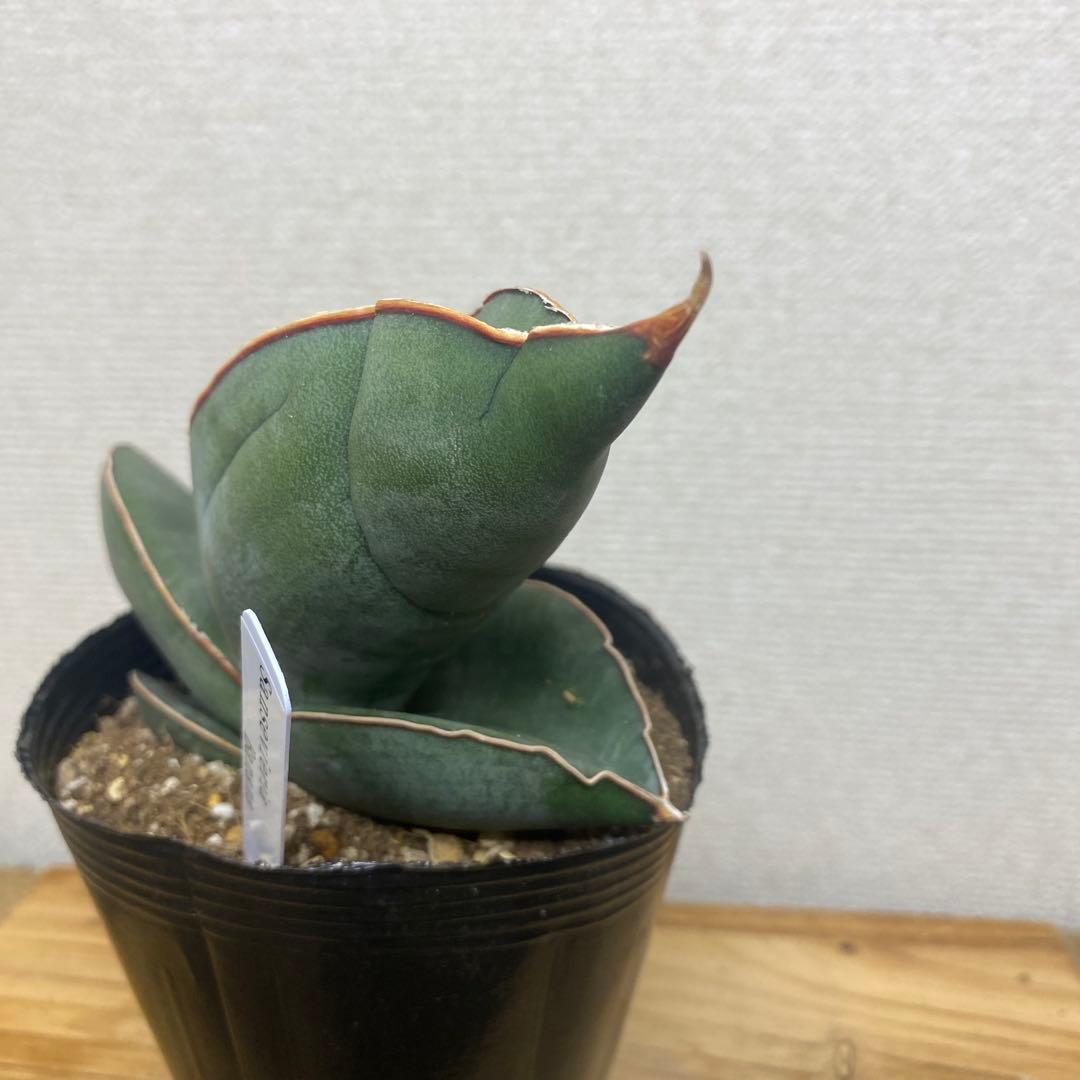 サンスベリア バナナ Sansevieria Banana