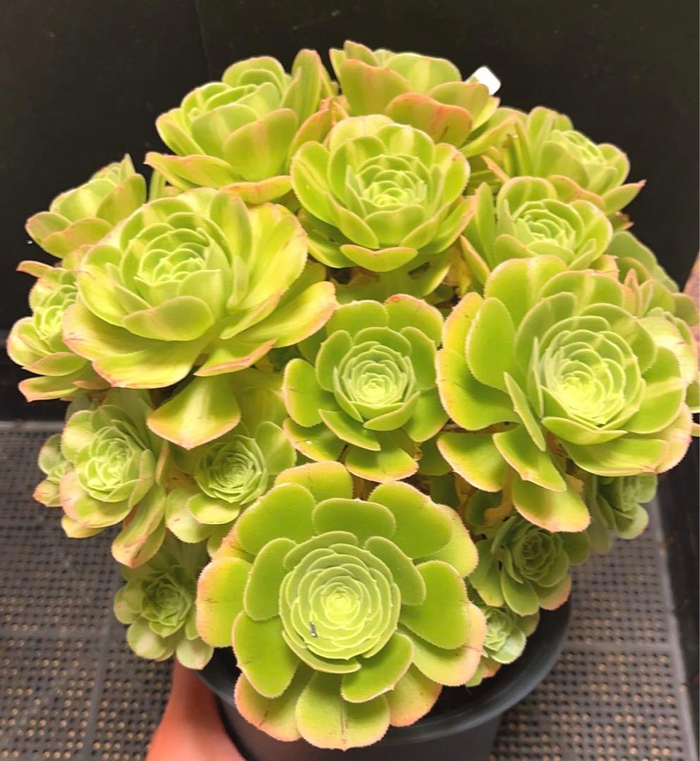 21#多肉植物アエオニウム錦❤️ 翡翠琉璃 ❤️28-30頭28cm 拔き苗