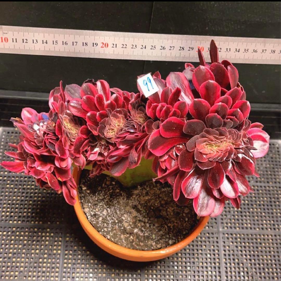99  #多肉植物アエオニウム錦❤️ メデューサ セッカ ❤️27cm拨き苗