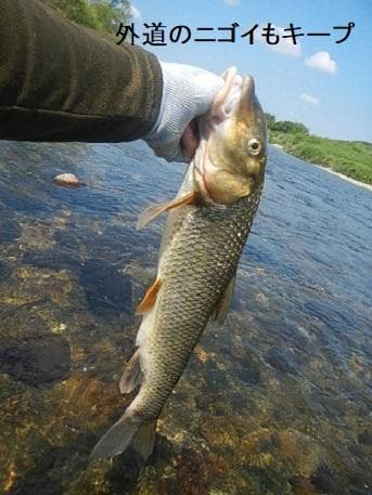 鮎釣り仕掛け　ナガシガリ仕掛け　狐型又は矢島型　約8.5号　40セット