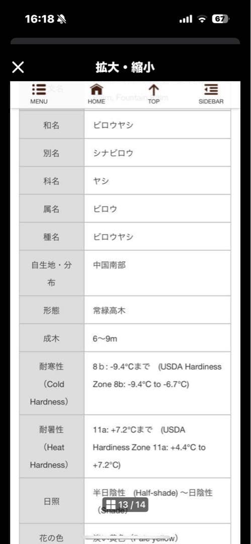 ヤシ
