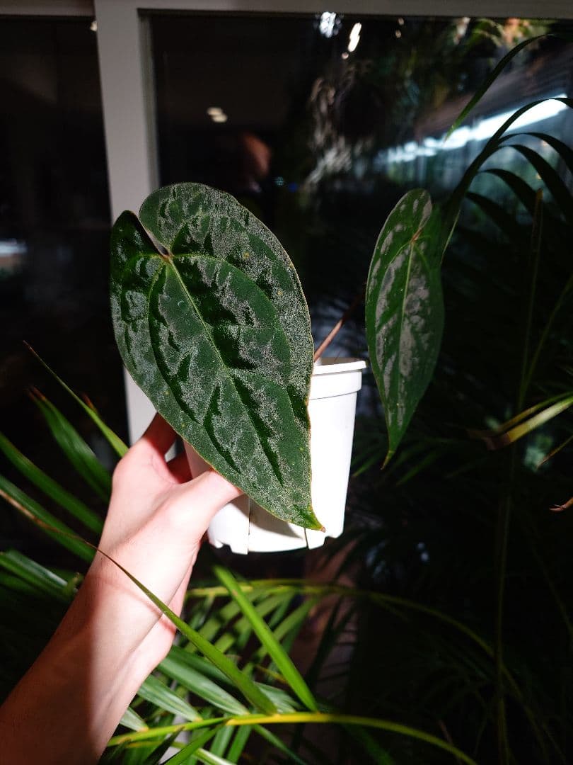 Anthurium Ace of Spades 実生株
