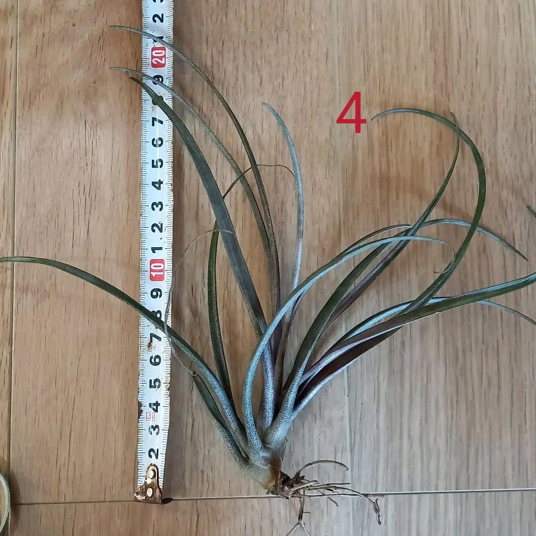 frogfoot.0035様 確認用