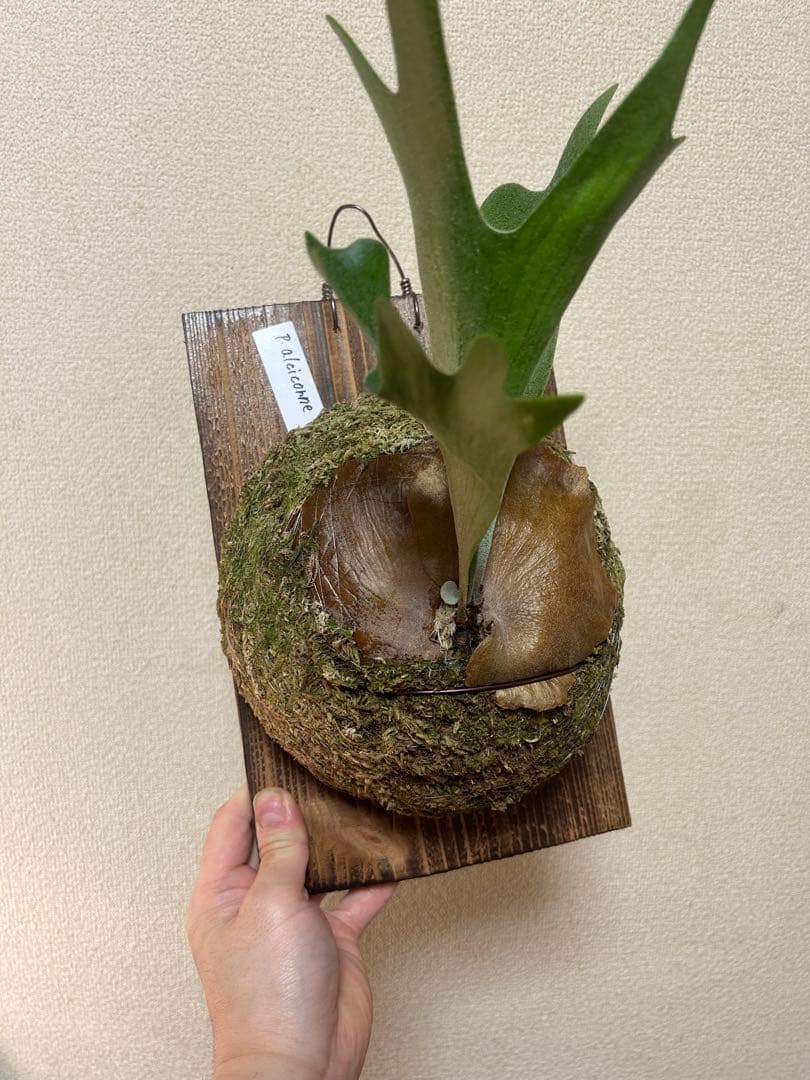 Platycerium alcicorne 良形板付 美株