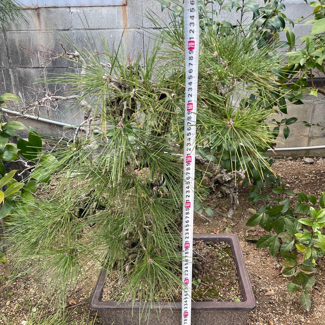 盆栽⑩ 訳あり