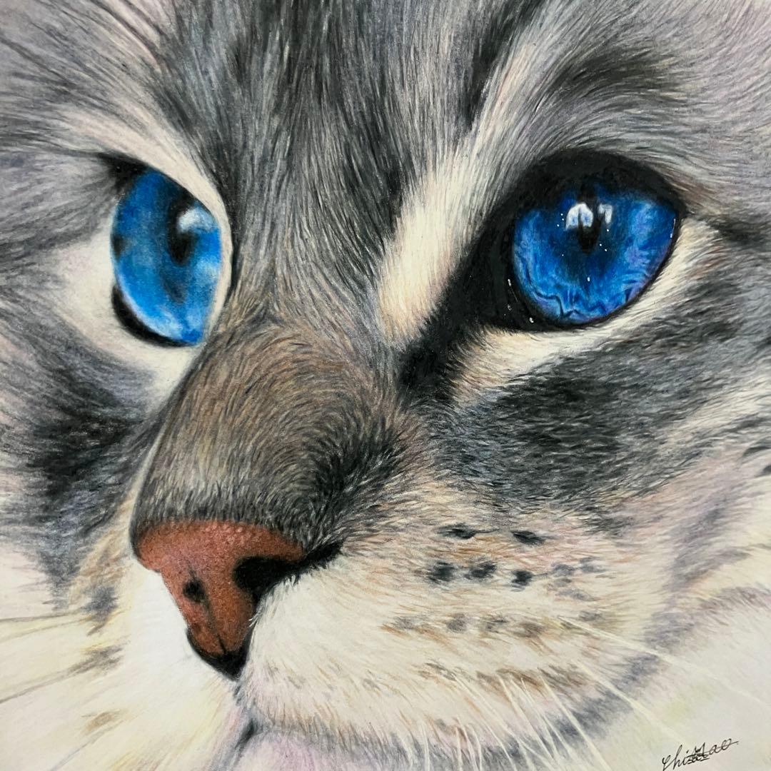 CAT 色鉛筆画
