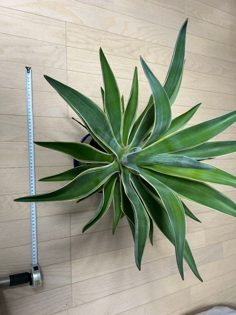 アガベ　ベネズエラ　陶器鉢付き　高・幅:約50cm