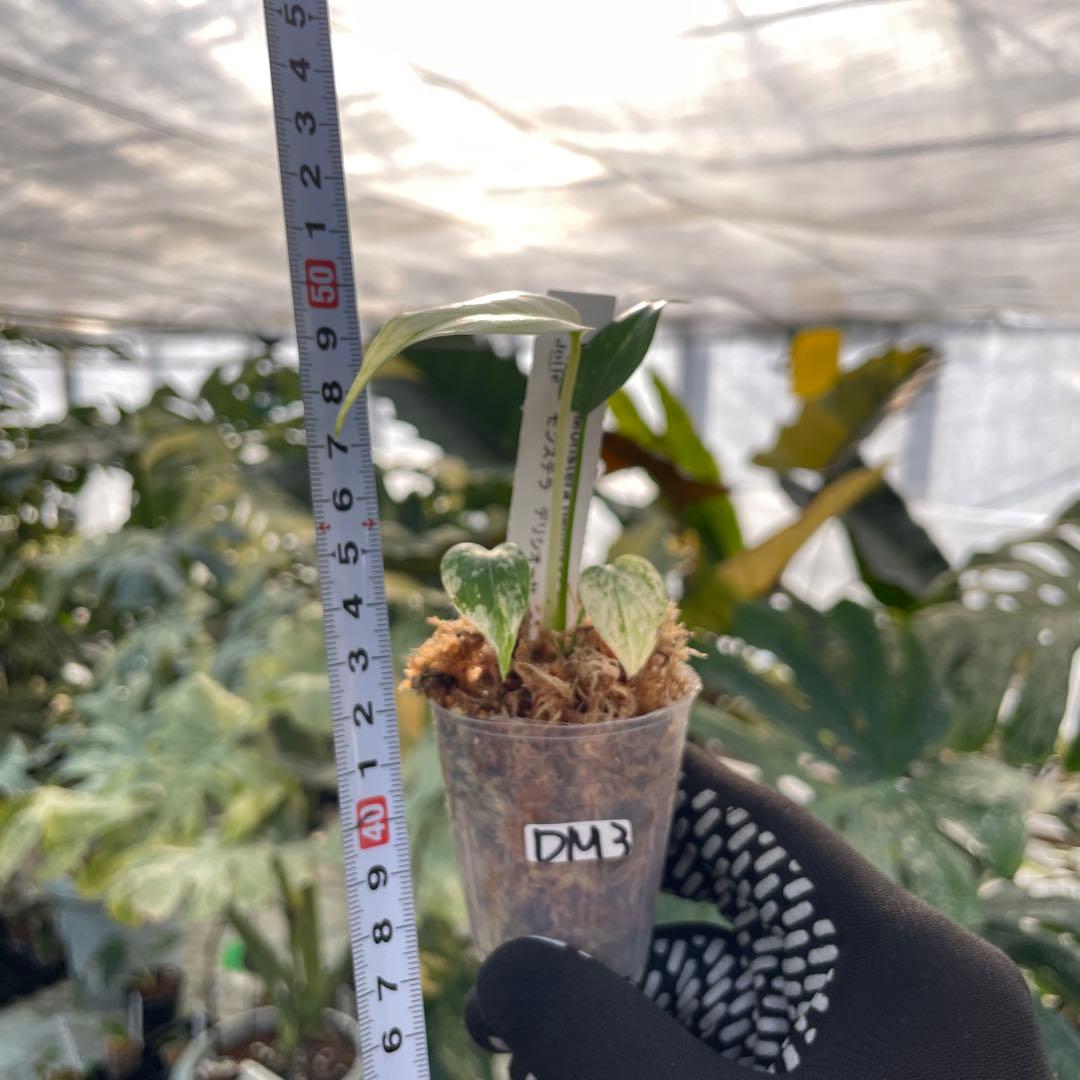 DM3モンステラ　デリシオーサ　ミント斑入り　2寸ポリポット　ネコポス発送