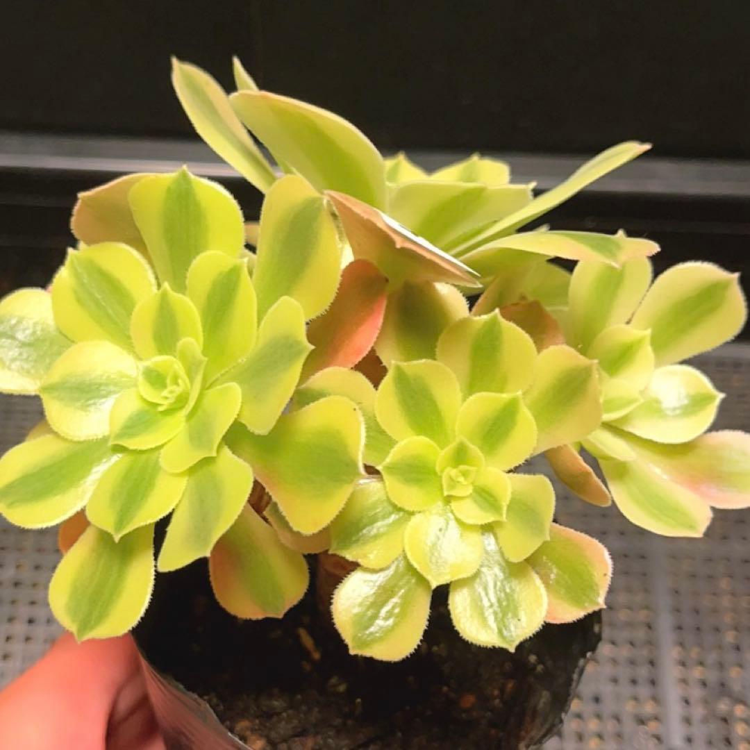 35#多肉植物アエオニウム錦❤️ 洛神❤️5頭13cm拔き苗！