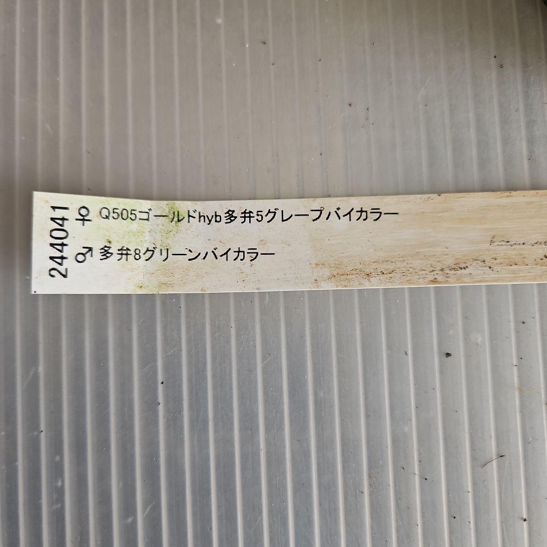 mirakohujin様ご購入苗㉖-393クリスマスローズ