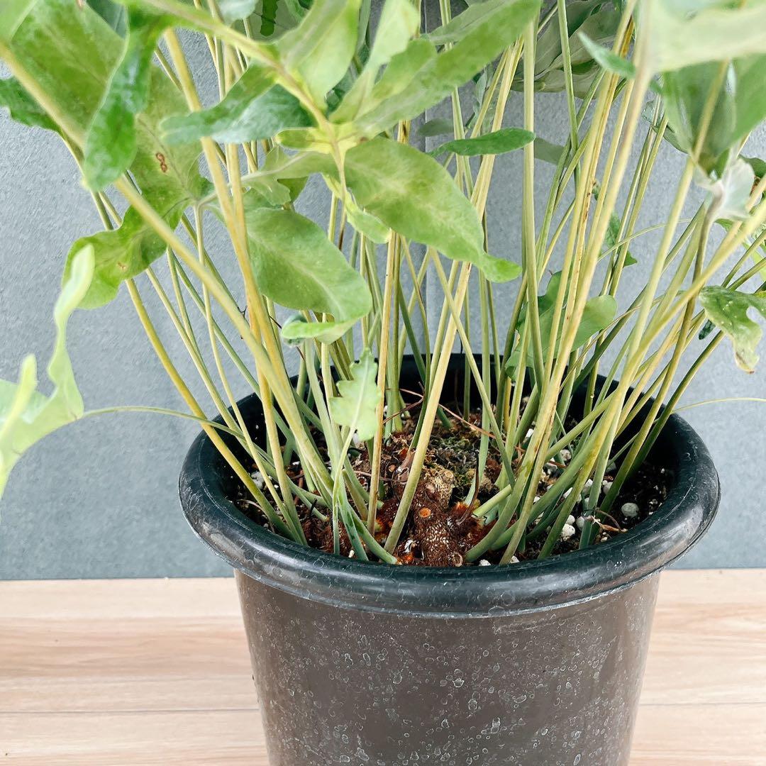 ［現品］☆珍しい☆2番　フレボディウムオーレムブルースター 8号　観葉植物　室内