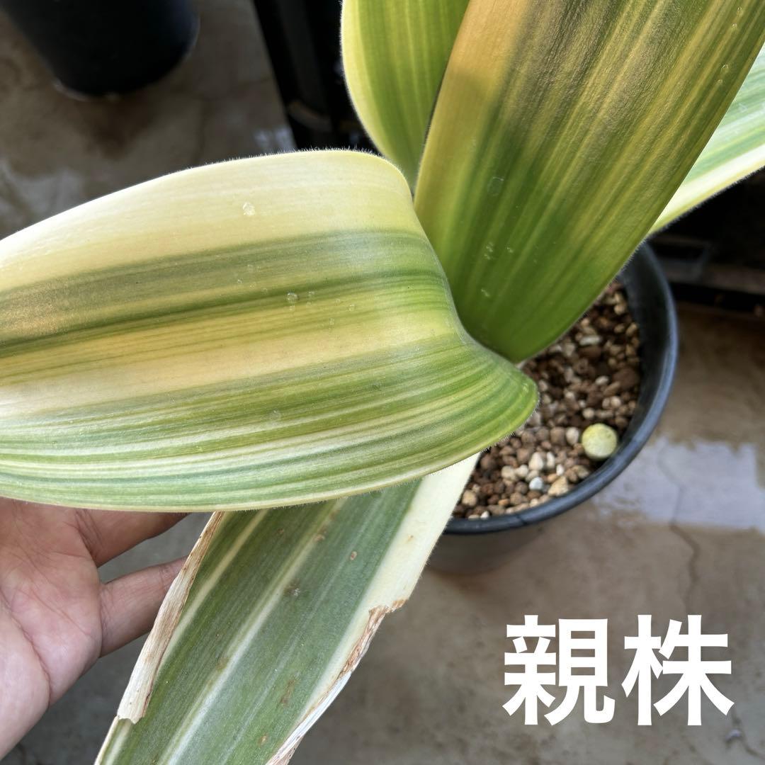 ハエマンサス アルビフロス 斑入り 子株