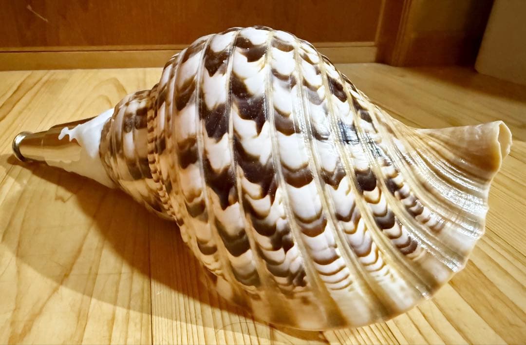 修験道法螺貝32.5㎝山伏　密教　魔除け　熊よけ❣️ほら貝　ホラガイ