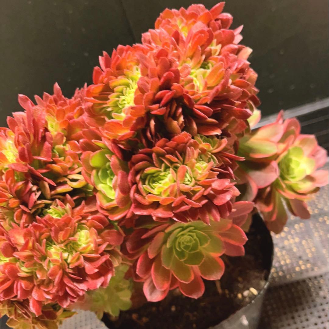 96#多肉植物アエオニウム錦❤️ ハロウィンイエロー錦セッカ ❤️34cm拔き苗