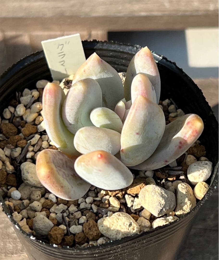 グラマー　多肉植物　抜き苗