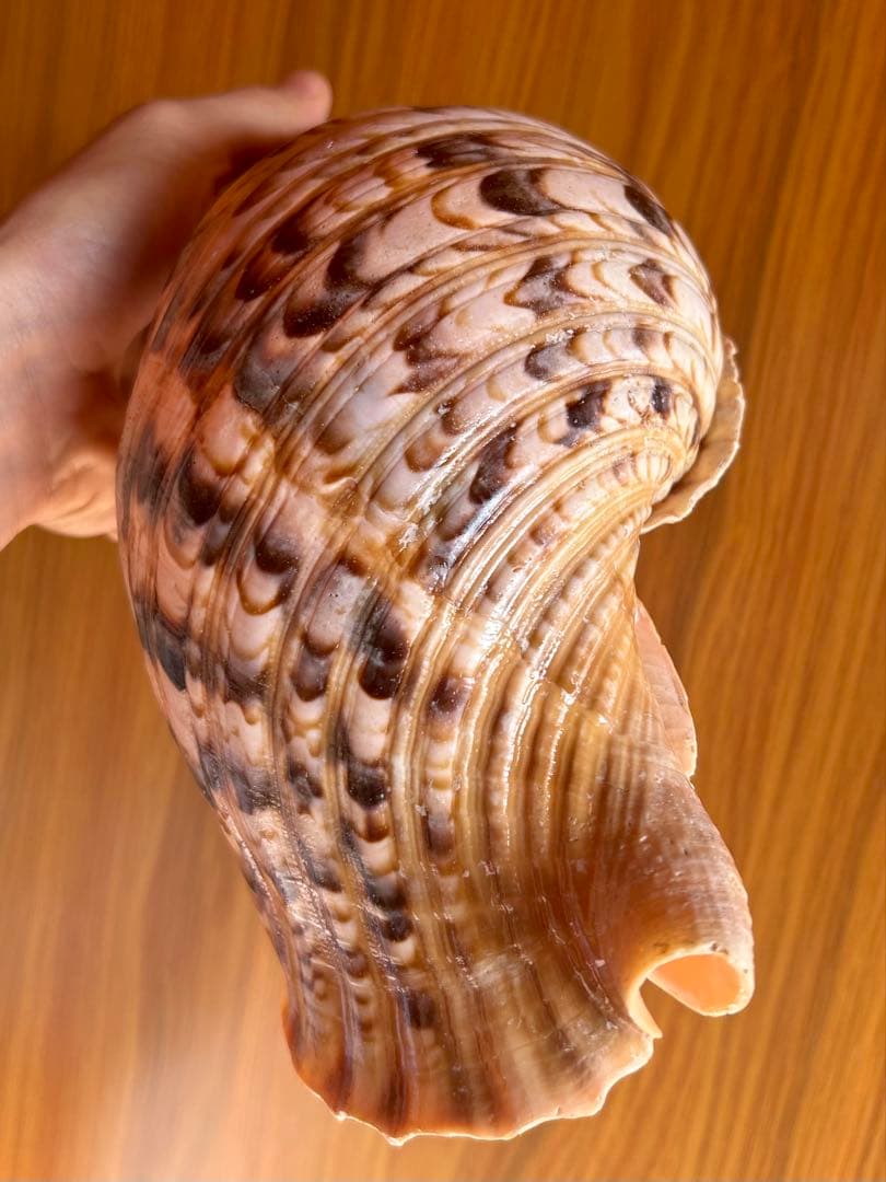 法螺貝　34.5cm