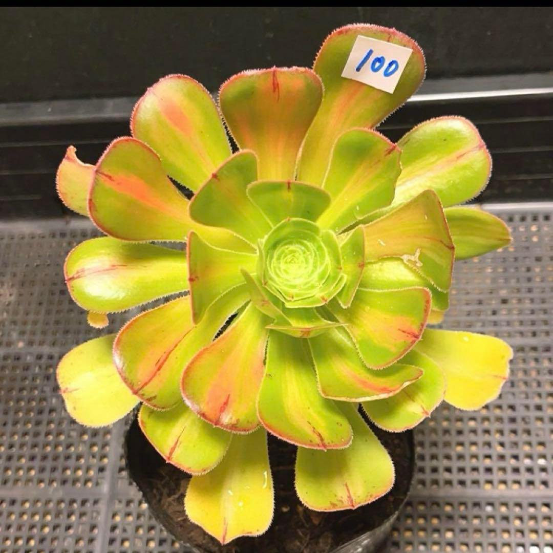 100#多肉植物アエオニウム錦❤️ 霓裳 ❤️ にも ❤️1大頭14cm拔き苗