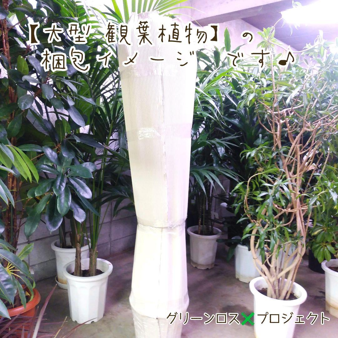 【B級品/大型観葉植物】シンプルな葉姿が魅力♪ベンジャミン鉢植え 10号鉢 大型