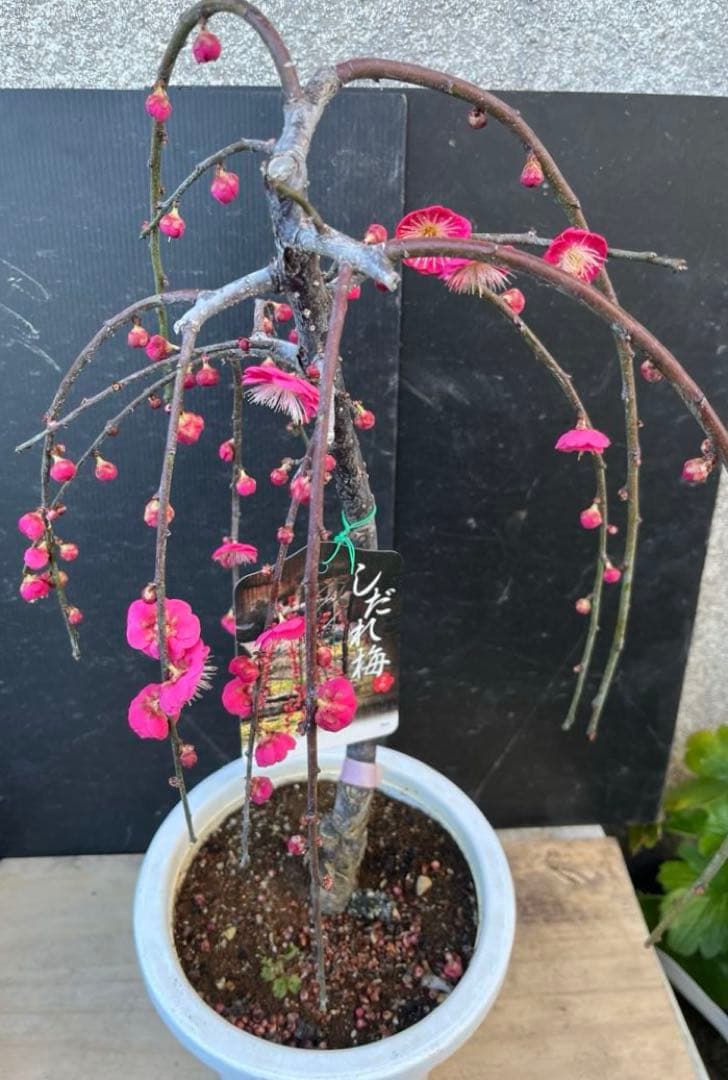 枝垂れ梅（しだれうめ）赤　八重 香り開花し始め　形の良い枝 盆栽　蕾有り 宅急便