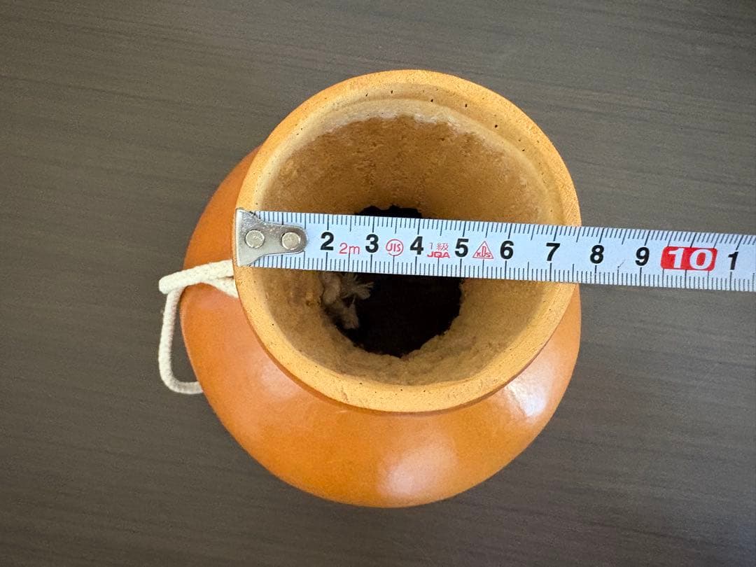 フラダンス用イプ 約15cm